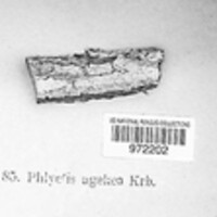 Phlyctis agelaea image